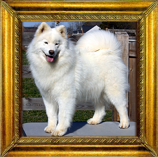 CH Nerak Legendary Princess Grace