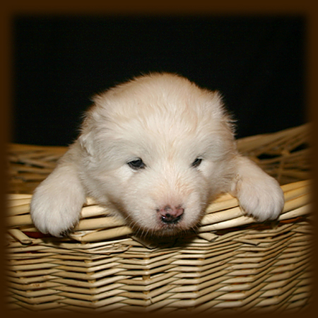 Angel at 3 Weeks - Grace 08 Litter