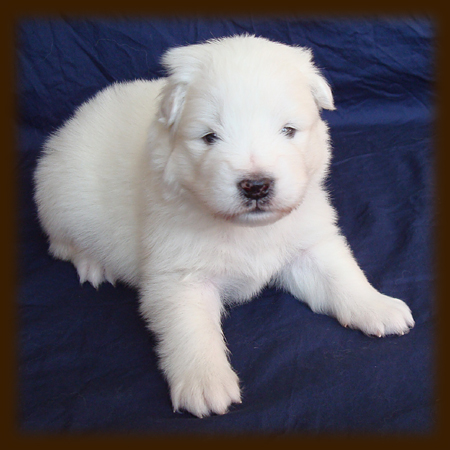 Leo at 2 Weeks - Grace 09 Litter