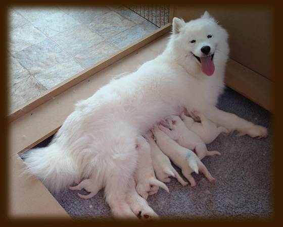 Kelly 2009 Litter