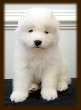 Leo at 4 Weeks - Grace 09 Litter
