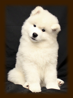 Sasha at 6 Weeks - Kelly 09 Litter